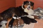 Obrázek k inzerátu