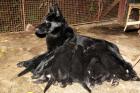 Obrázek k inzerátu