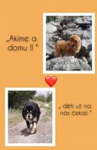 Obrázek k inzerátu