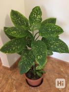 Obrázek k inzerátu