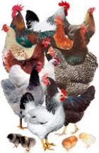 Obrázek k inzerátu